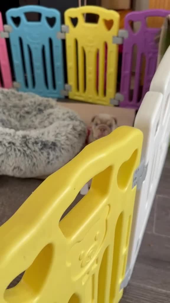 English Bulldog dogs for sale: English bulldog pups toilet trained see video 💙 - Video 1