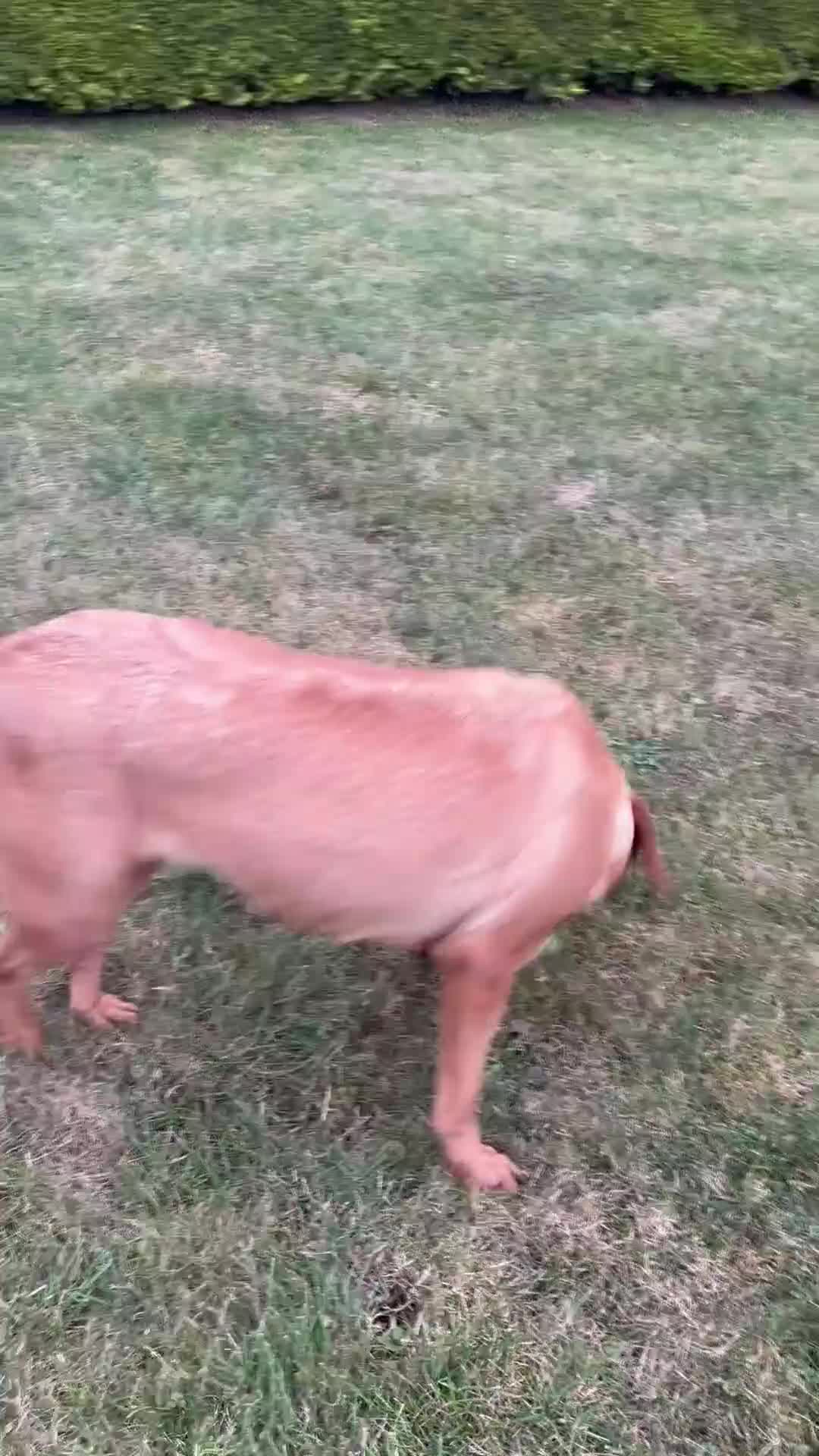 Labrador Retriever dogs for sale: ⭐️ Madi - Looking for new home ⭐  - Video 2