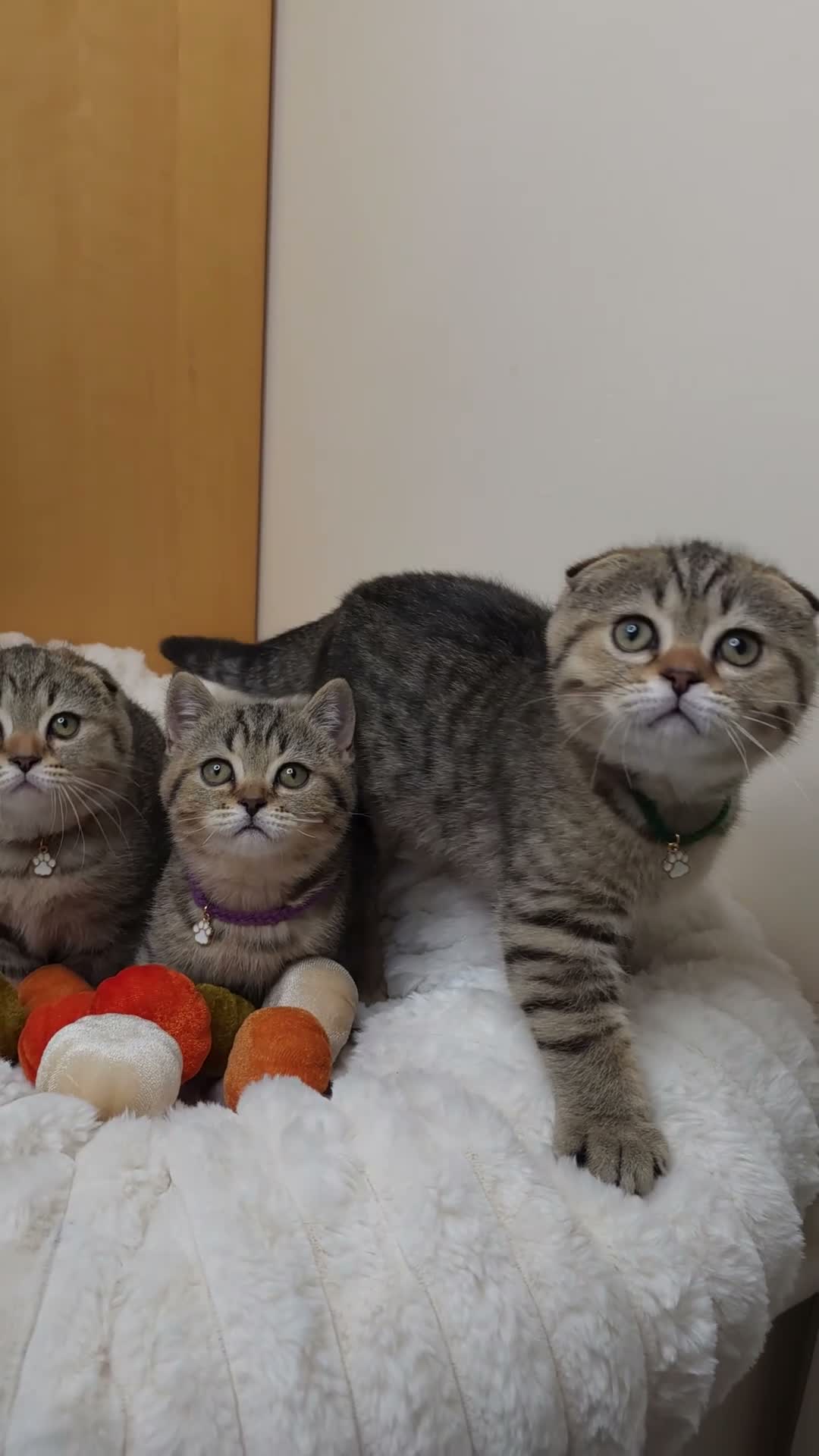 Scottish Fold cats for sale: Golden Tabby Kittens  - Video 1