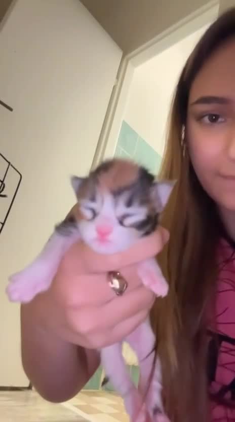 Maine Coon cats for sale: 3 Maine Coon kittens  - Video 3