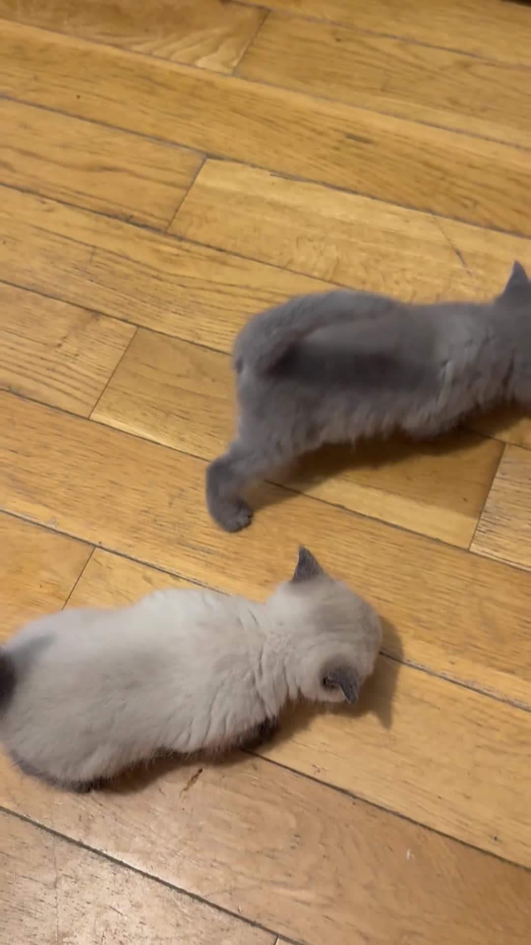 British Shorthair cats for sale: Two beautiful British shorthair X Scottish fold  - Video 5