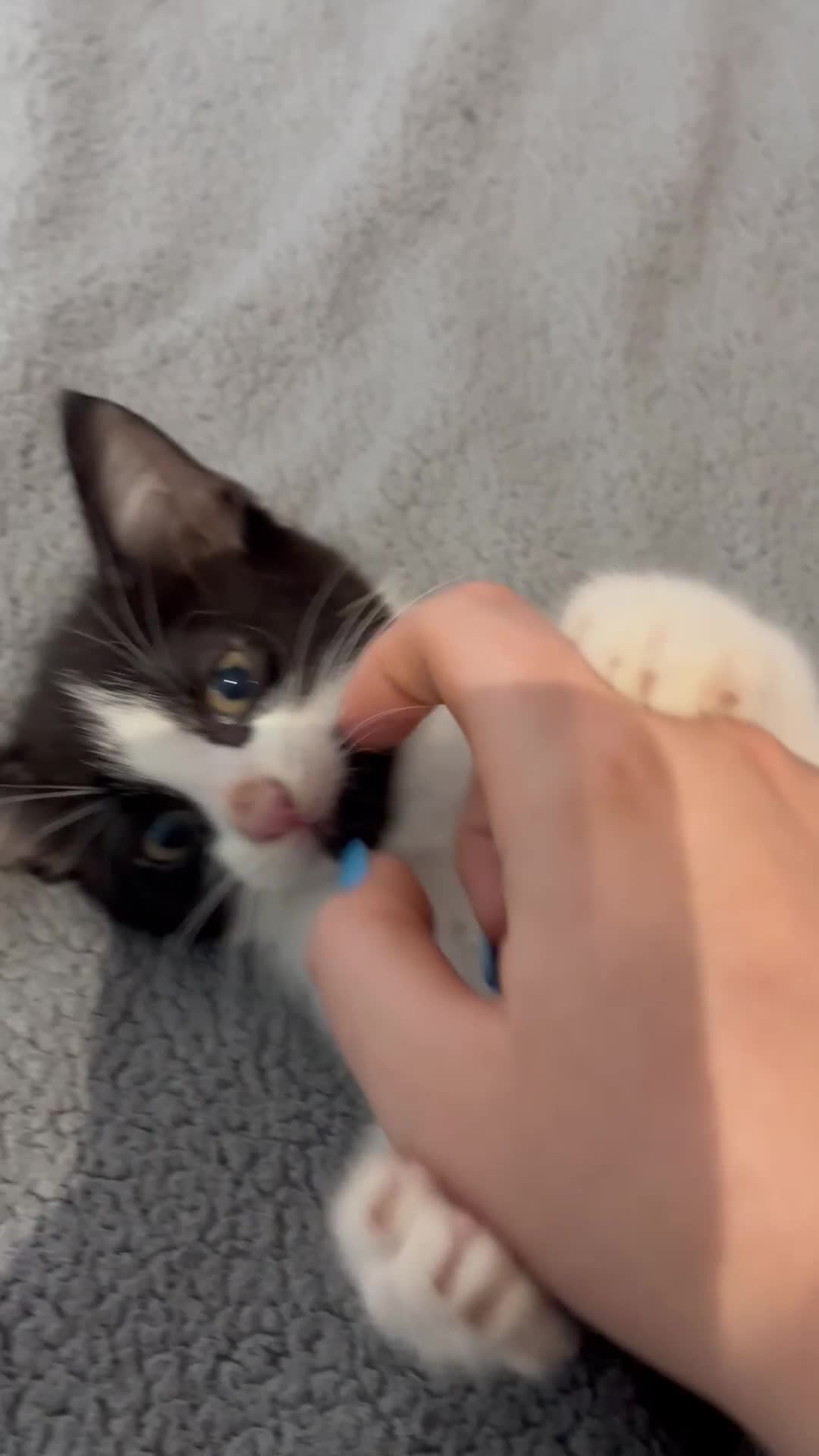 Mixed Breed cats for sale: 🖤🐱Kittens - Only 2 boys left! (Ready now)🐱🖤 in Bridgend - Video 4