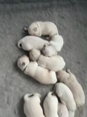 Golden Retriever dogs for sale: Golden retriever puppies  - Video 1