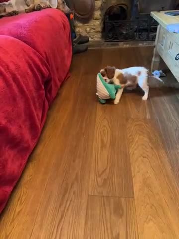 King Charles Spaniel dogs for sale: Loving King Charles Pup - Video 1
