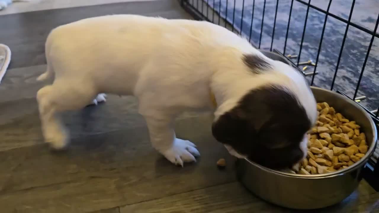 English Springer Spaniel dogs for sale: 💫Beautiful🐾KC💛 English Springer Spaniel Puppies - Video 1