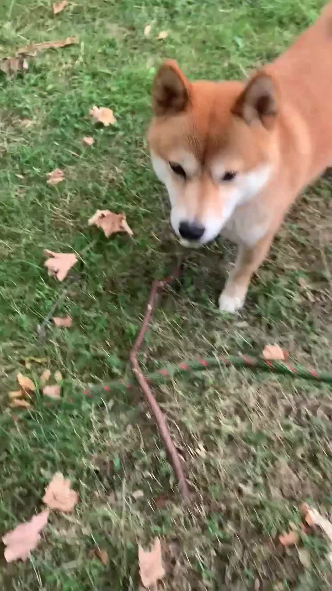 Japanese Shiba Inu dogs for sale: Female Shiba Inu - Video 1
