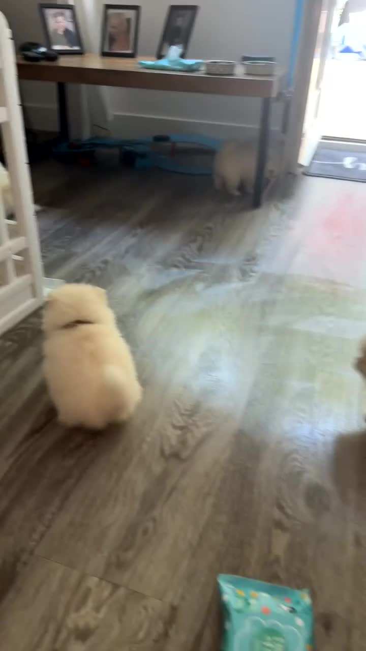 Pomeranian dogs for sale: Beautiful thick coat poms READY to leave next week - Video 1