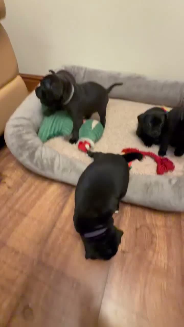 Staffordshire Bull Terrier dogs for sale: KC Reg/DNA Clear Brindle Staffordshire Puppies. - Video 2