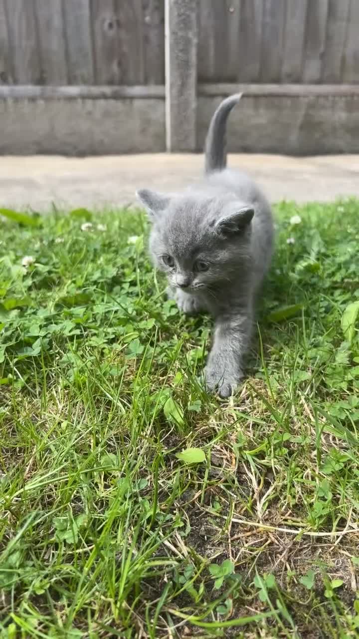 Mixed Breed cats for sale: 4 mixedbreed kittens for sale  - Video 1