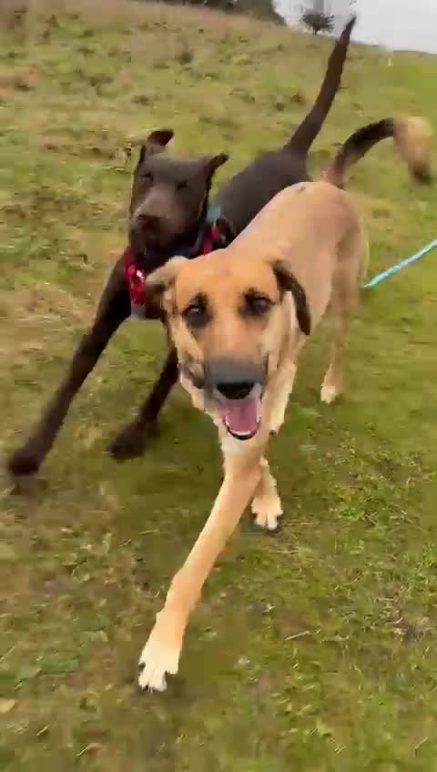 Mixed Breed dogs for sale: Lovely Buttons needs his family  - Video 1