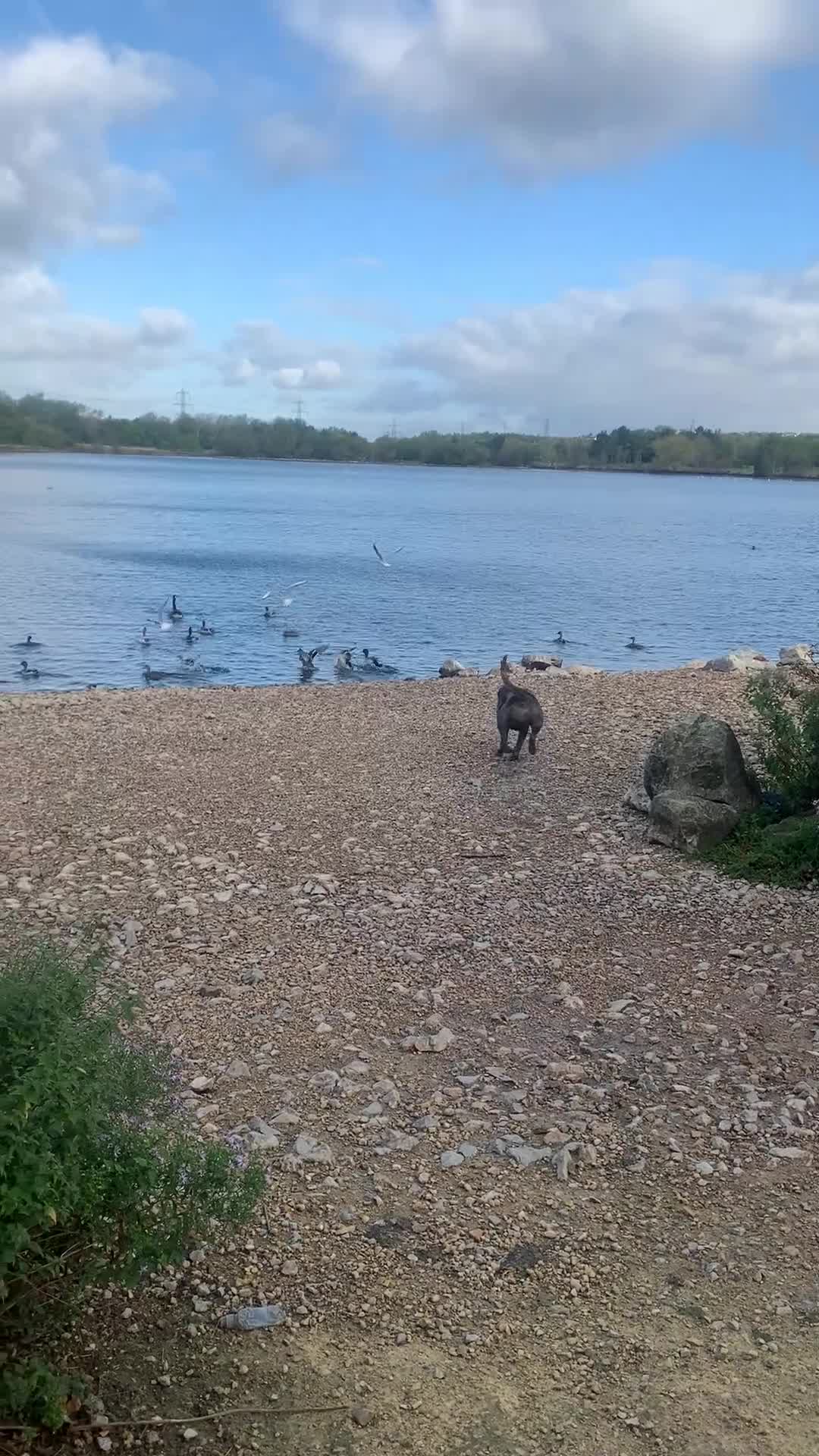 Cane Corso dogs for sale: Cleo , cane corso  - Video 1