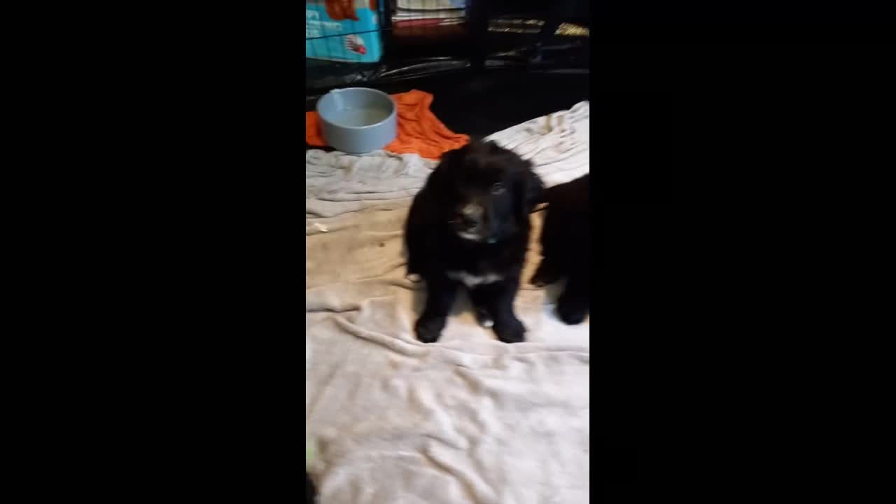 Mixed Breed dogs for sale: Golden Mountain Dog Pups - Video 2