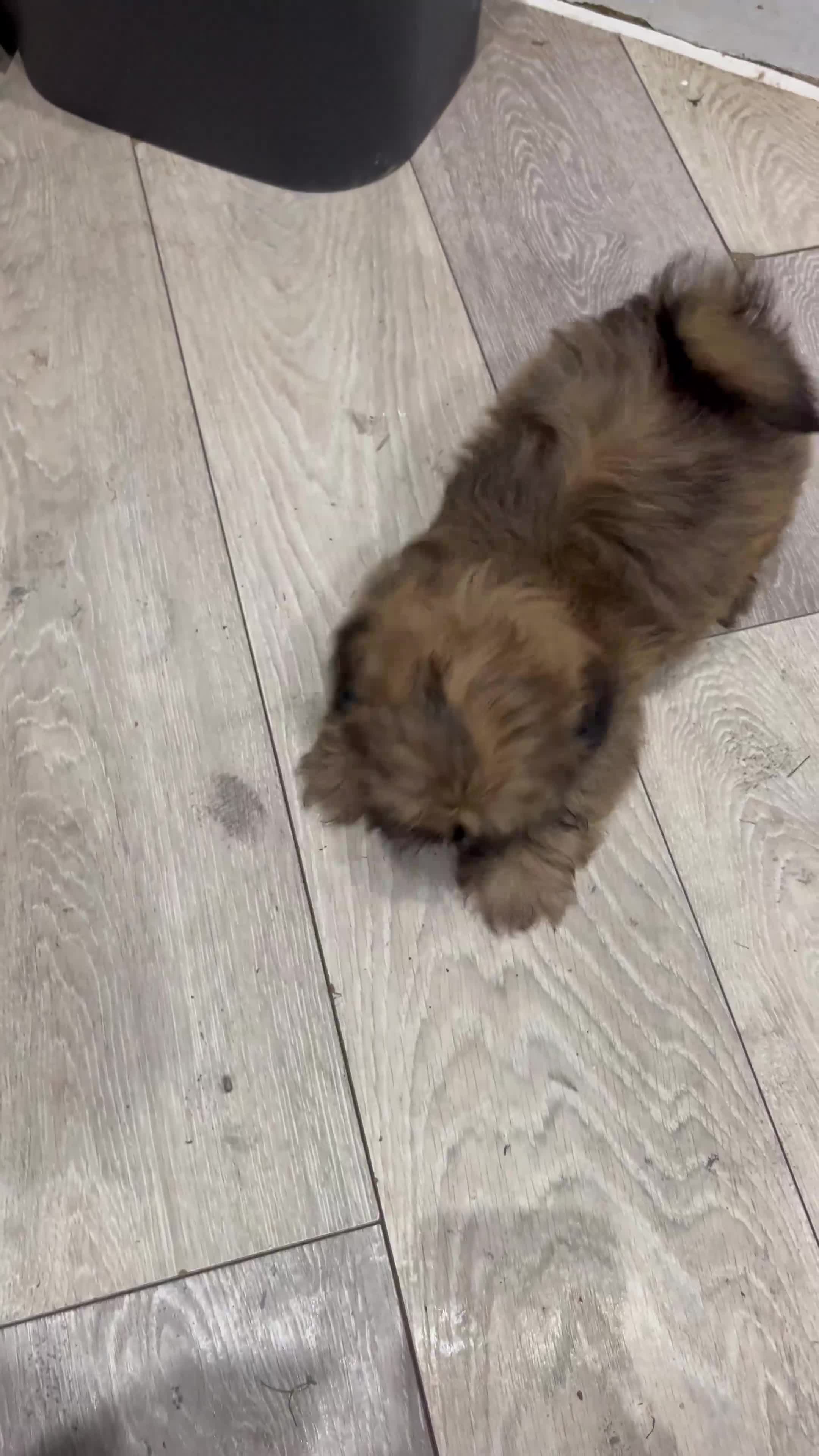 Shih Tzu dogs for sale: Male Shih Tzu puppy  - Video 1