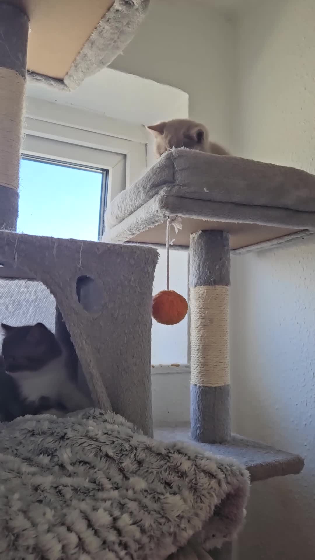 British Shorthair cats for sale: Full British Shorthair Kittens - Video 1