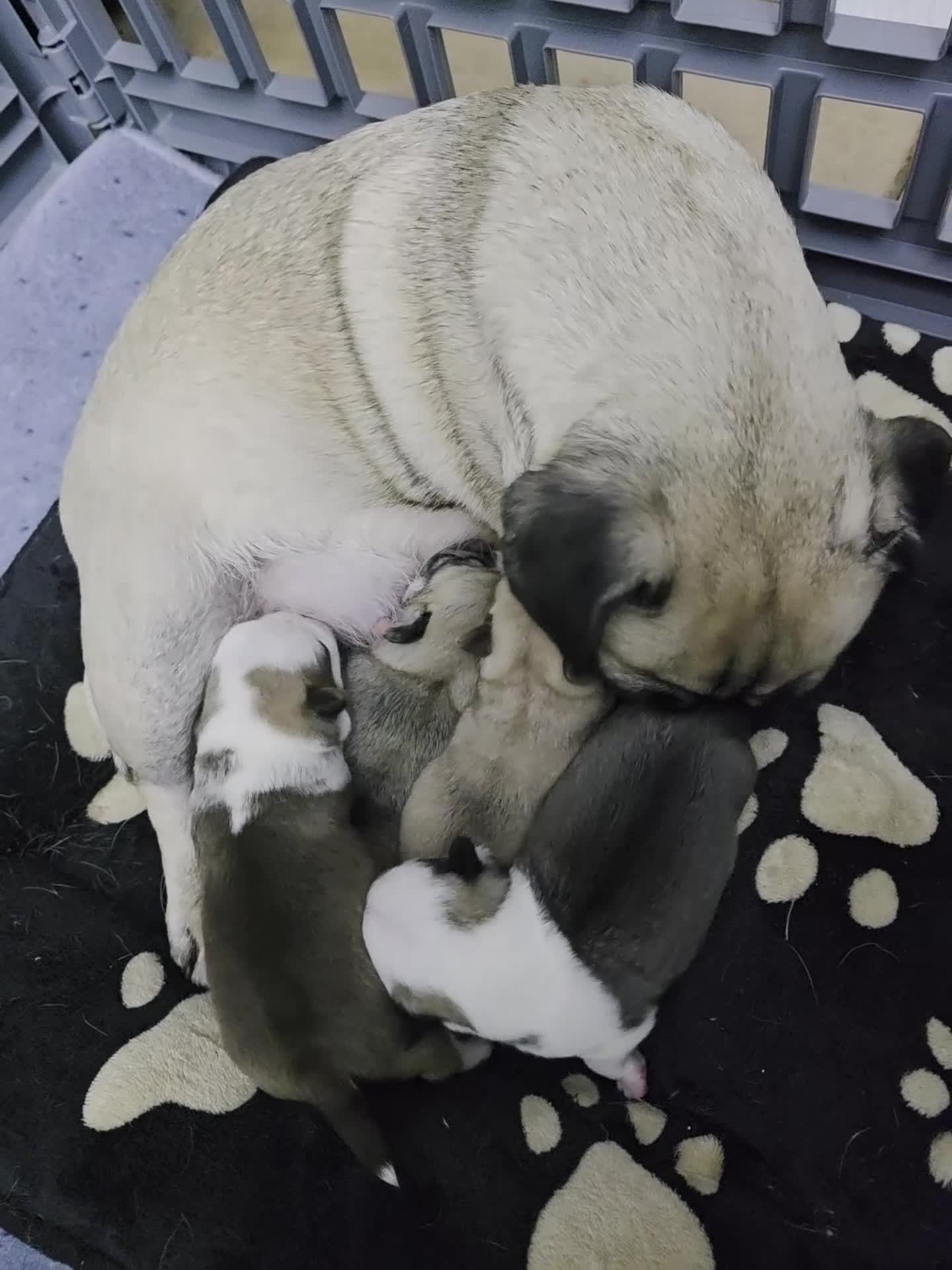 Pug dogs for sale: Kc registered rare colours  - Video 1
