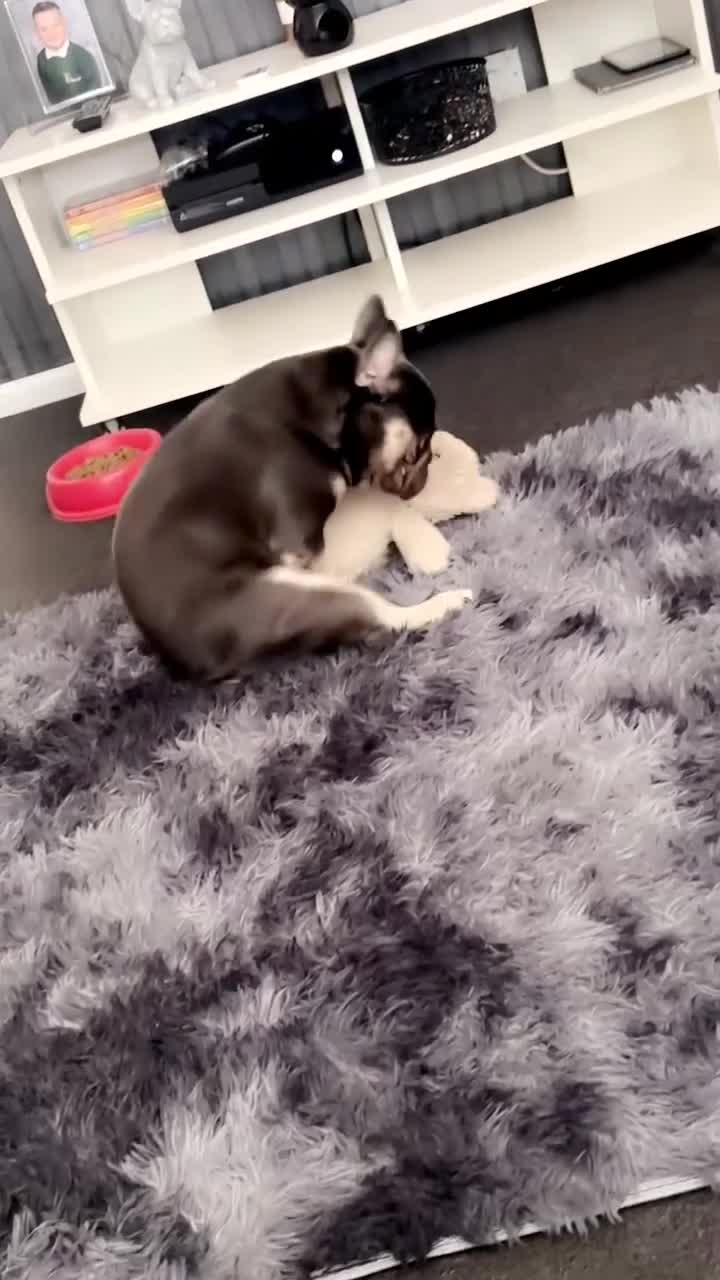 French Bulldog dogs for stud: Male frenchie for stud  - Video 5