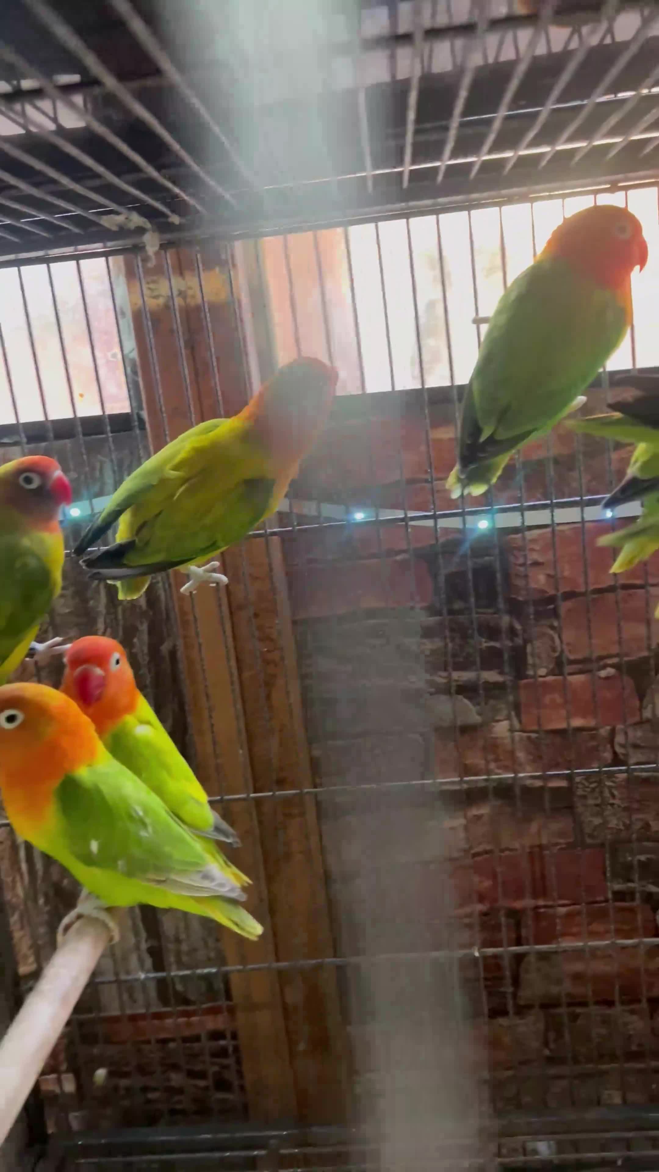 Lovebirds birds for sale: Various Fischer /masked lovebirds for sale  - Video 3
