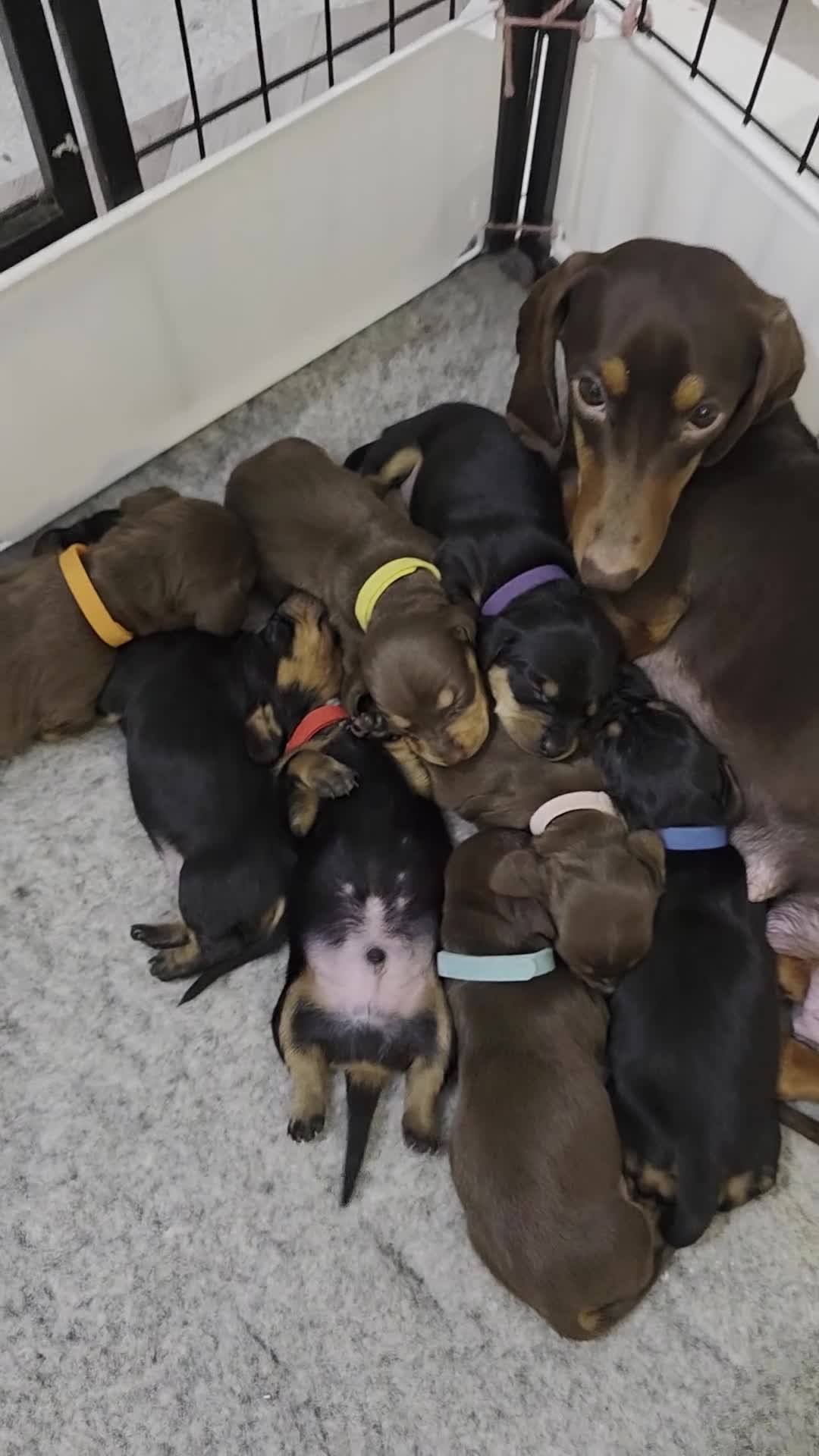 Miniature Dachshund dogs for sale: All reserved plz see my other add - Video 2