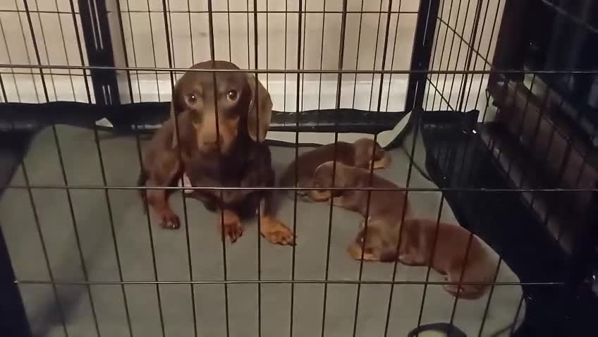 Miniature Dachshund dogs for sale: Beautiful chocolate & tan miniature dachshunds - Video 1