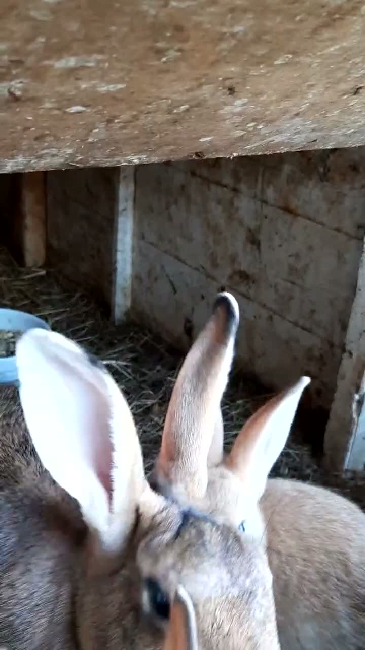 Mixed Breed rabbits for sale: Mixed rabbits - Video 1