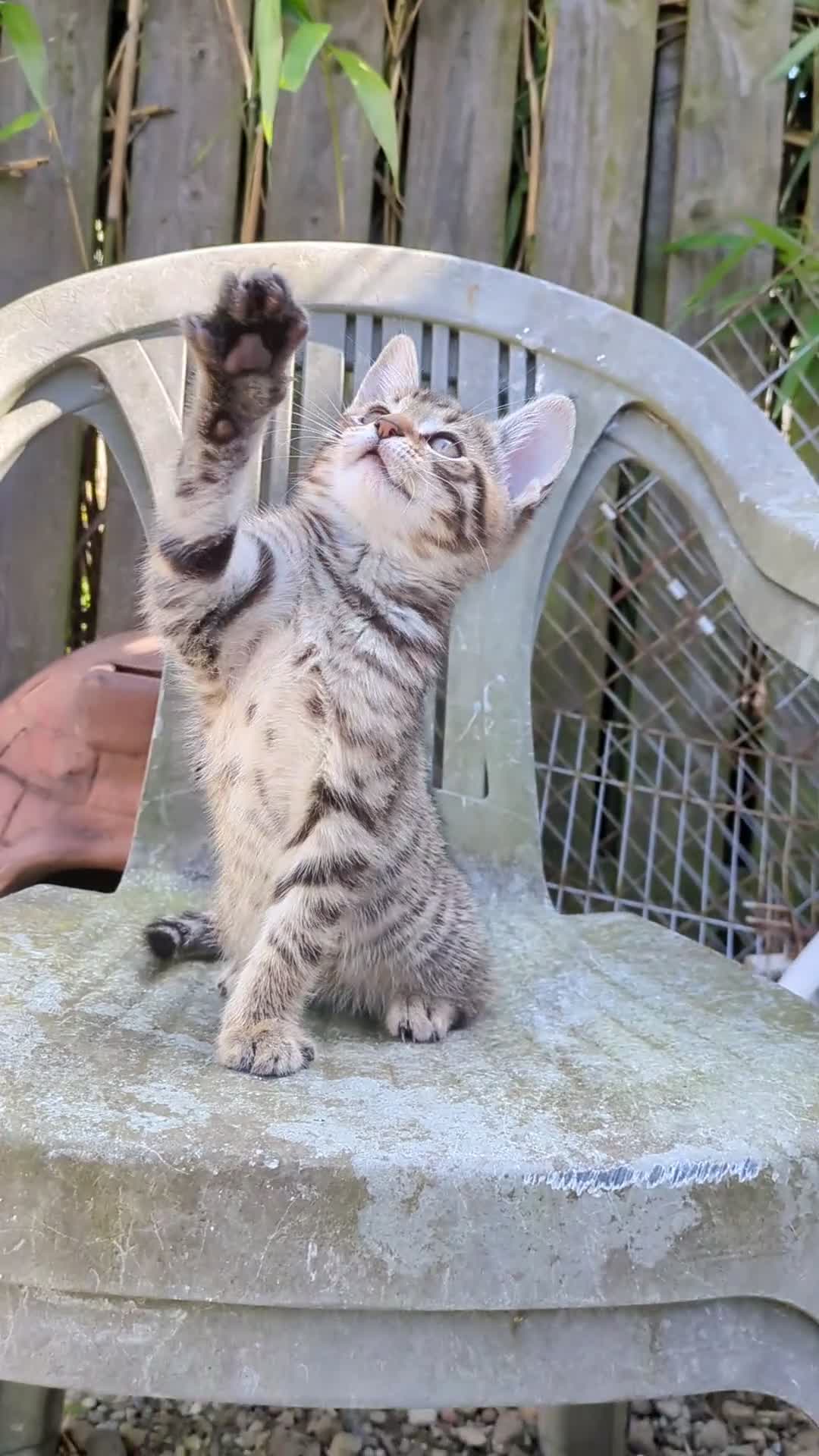 Bengal cats for sale: Brown Bengal boys and black melanistic girl  - Video 1