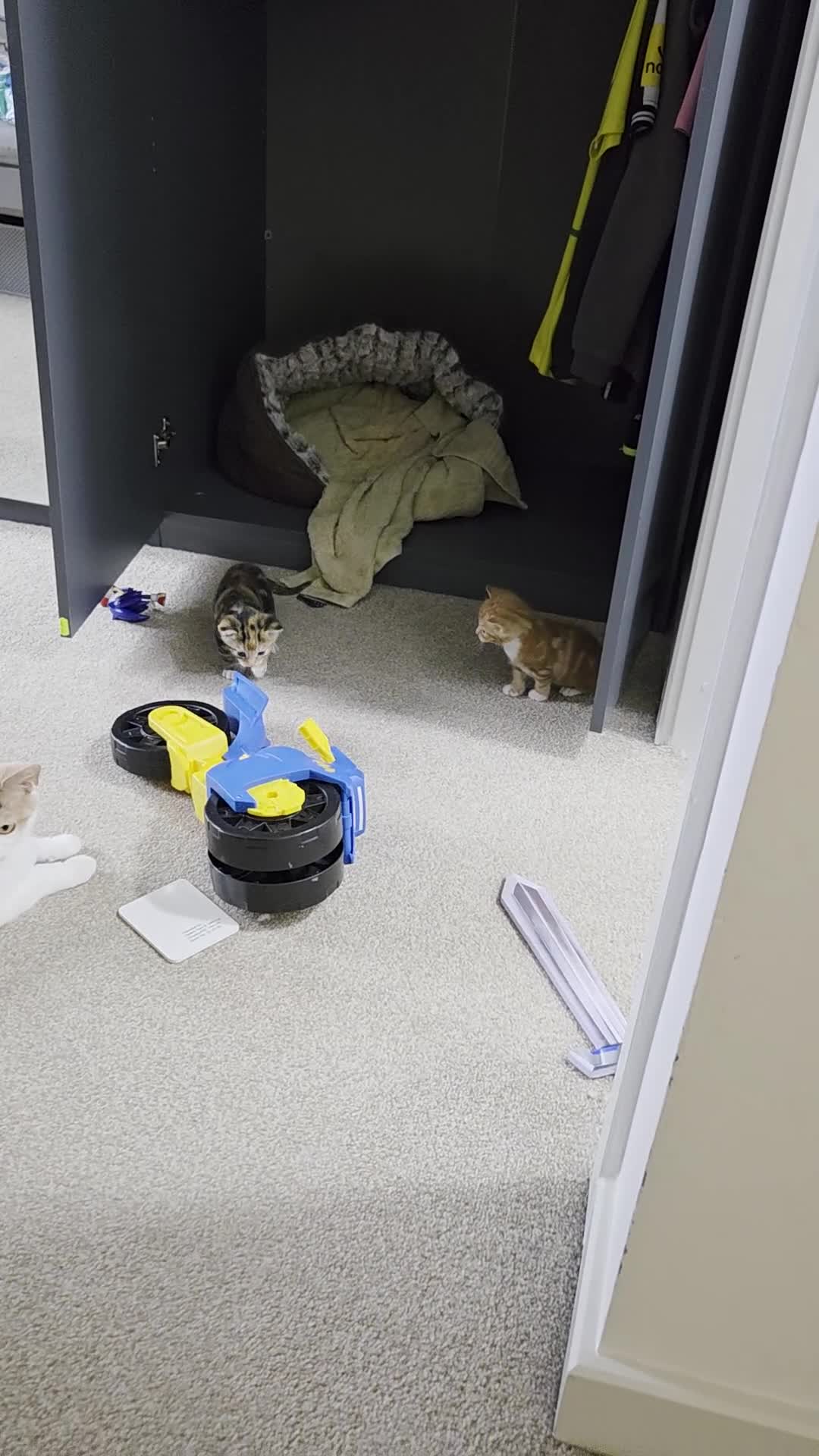 British Shorthair cats for sale: 2 kittens  - Video 1