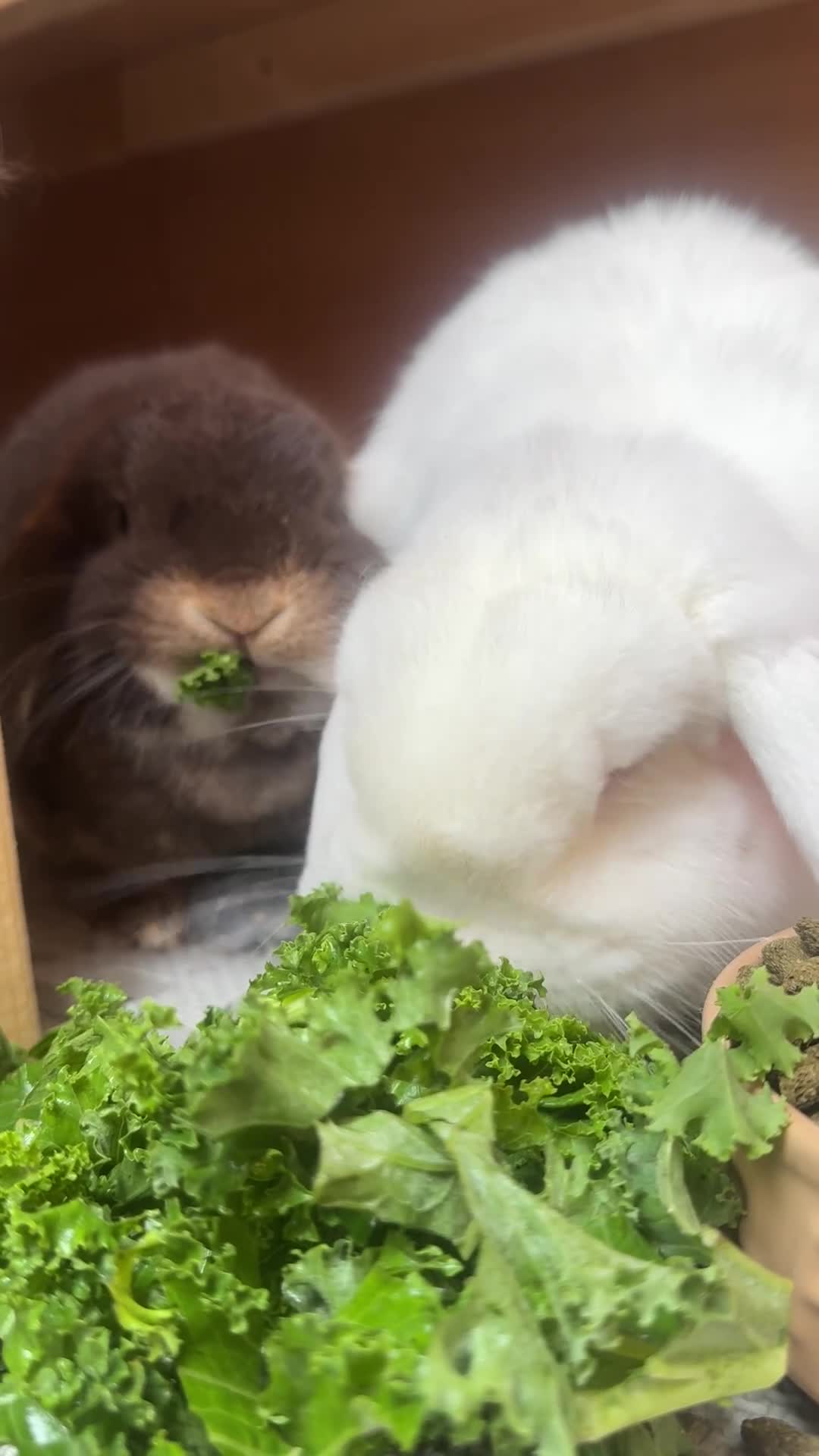 Mini Lop rabbits for sale: Bonded mini lop pair - 1 year olds  - Video 2