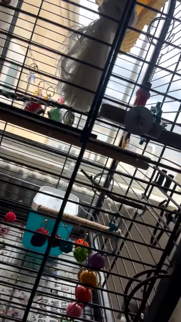 Ringnecks birds for sale: Ringneck parrot  in Plymouth - Video 3
