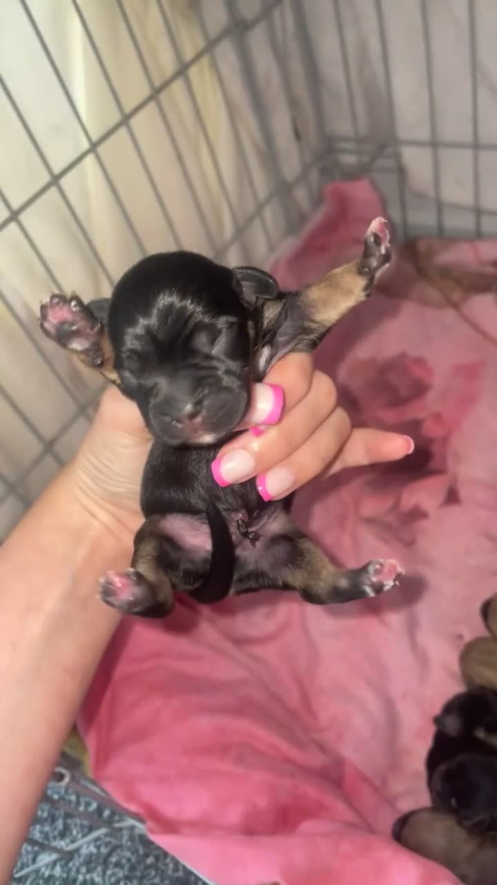 Mixed Breed dogs for sale: French jacks - Video 1