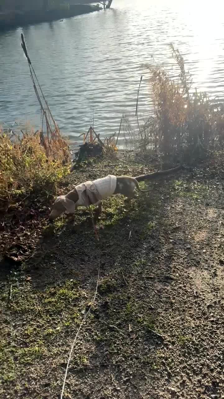 Dachshund dogs for sale: Male dachshund  in Northwich - Video 1