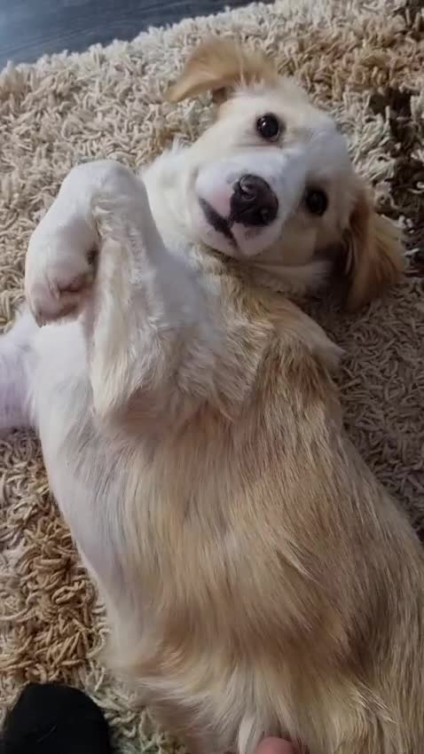 Mixed Breed dogs for adoption: Sweet Little OLAF – Hit and Run 😡 - Video 4