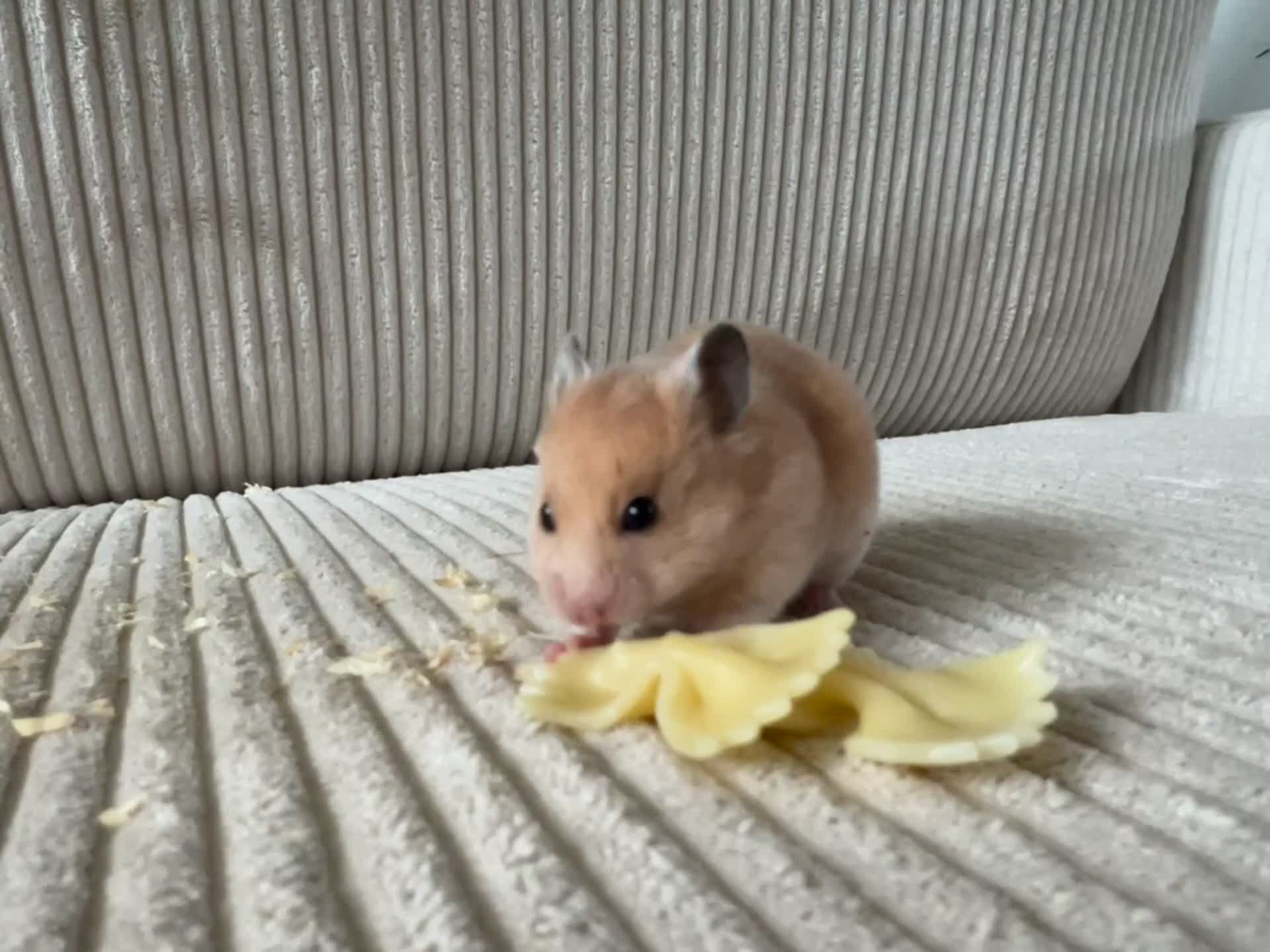 Hamster rodents for sale: Syrian hamster babies - Video 1