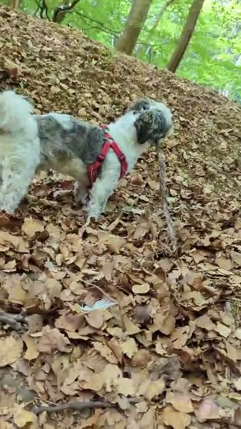 Shih Tzu dogs for sale: Beautiful Shih Tzu Boy Looking for a Forever Home - Video 2