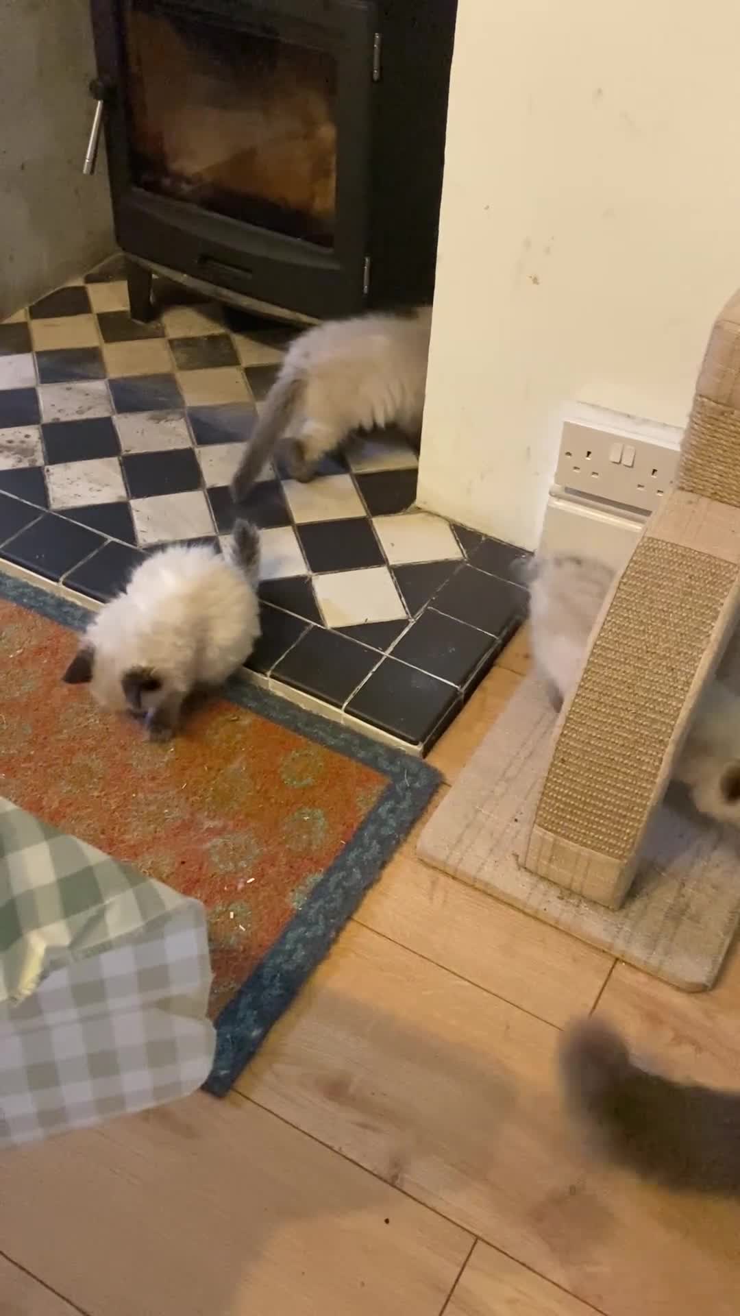 Ragdoll cats for sale: Ragdoll kittens boys and girls - Video 1
