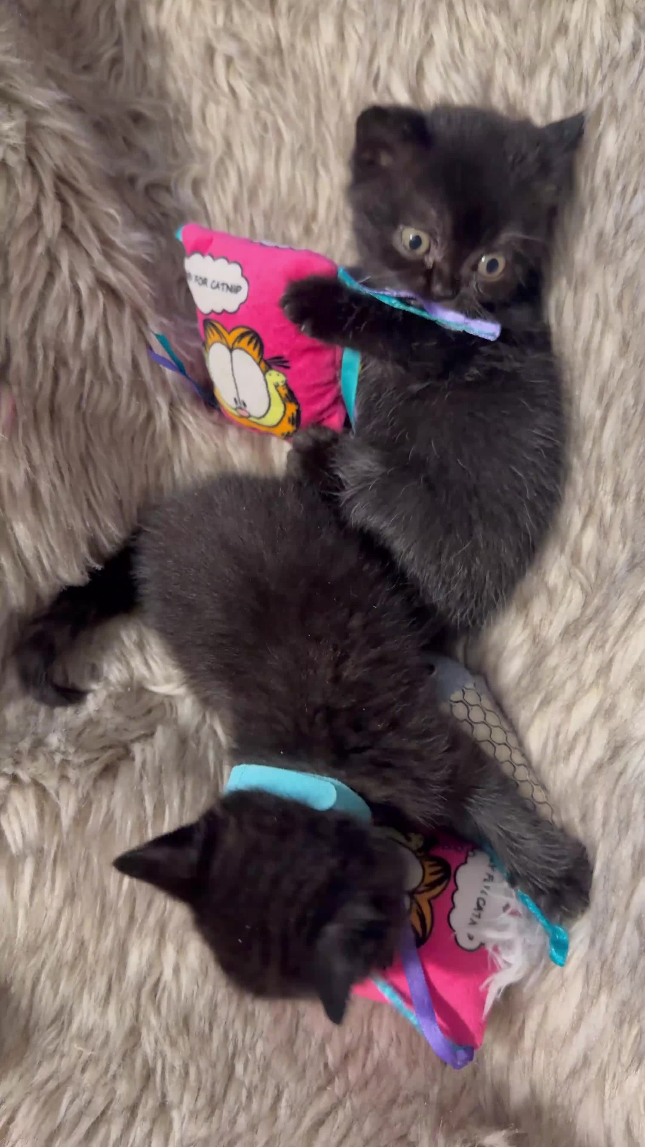 British Shorthair cats for sale: Supreme Champion Line British Shorthair Kittens - Video 2