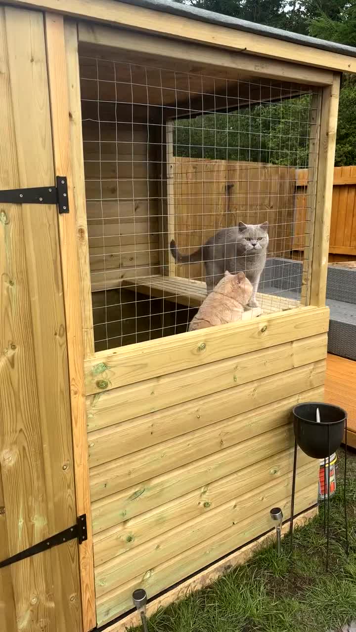 British Shorthair cats for stud: Cream Active GCCF Stud with Championship status  - Video 1
