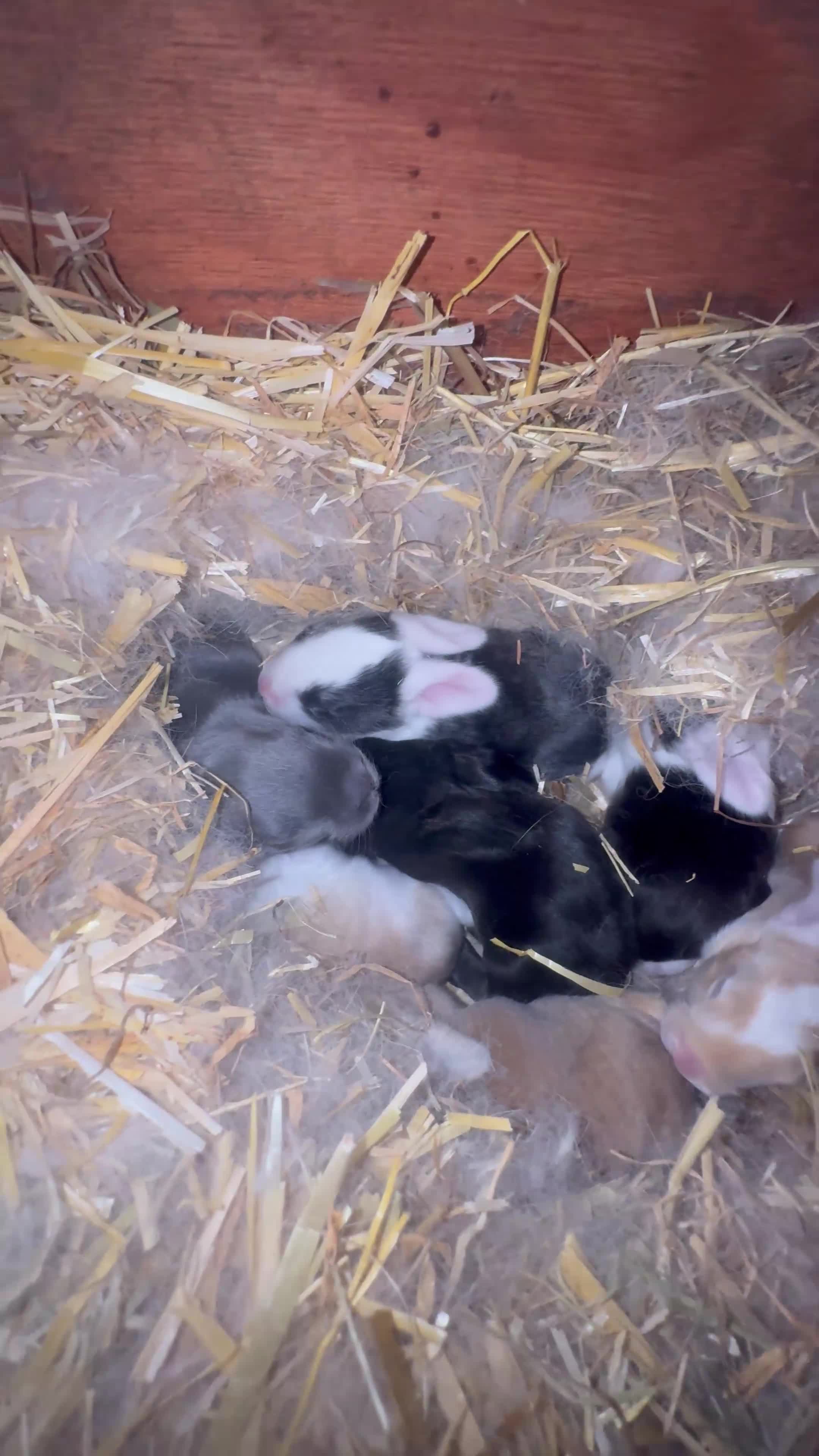 Continental Giant rabbits for sale: CONTINENTAL GIANTS  - Video 1