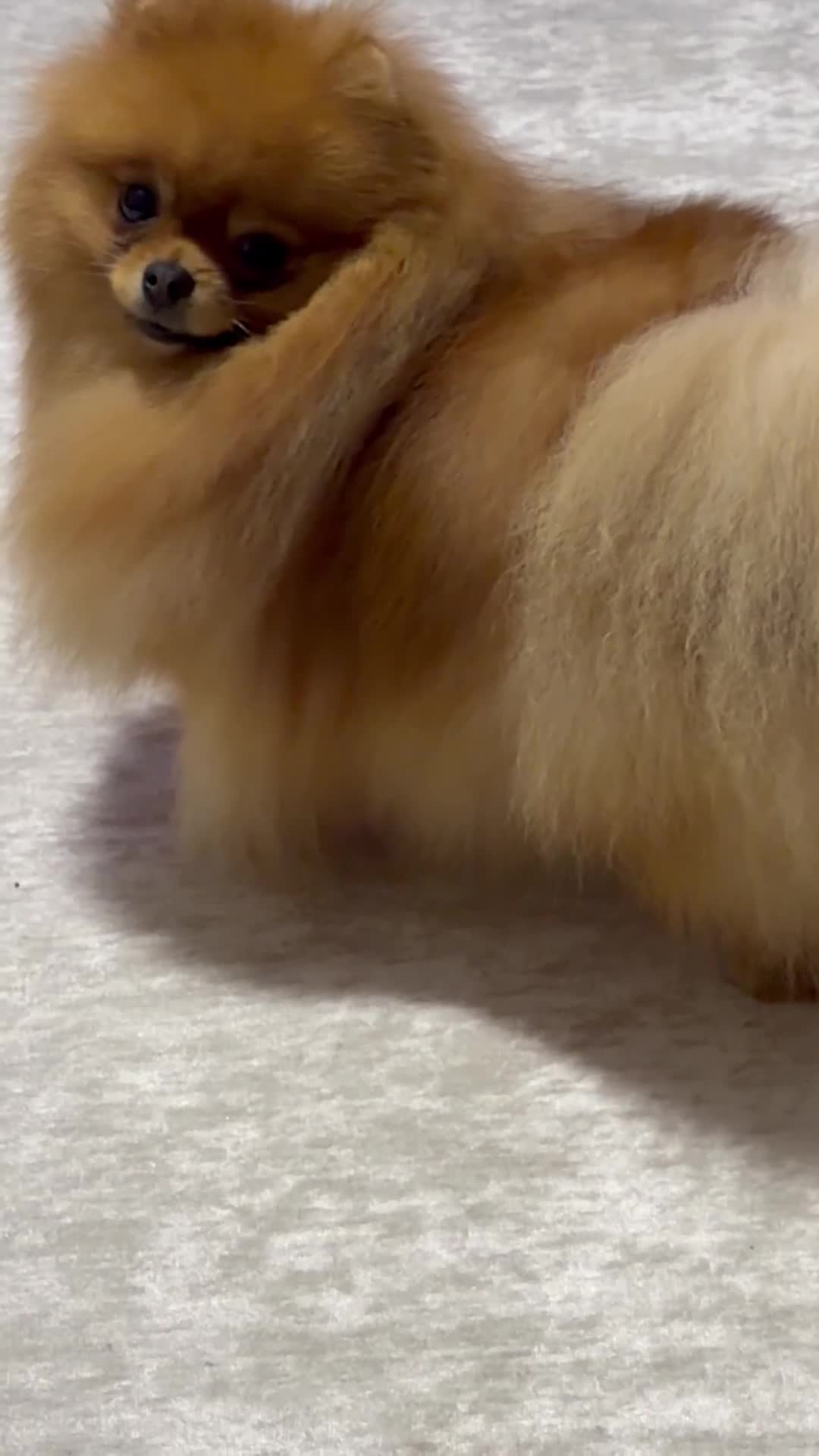 Pomeranian dogs for sale:  **  Russian blood lines sable Pom for sale 😍 - Video 1