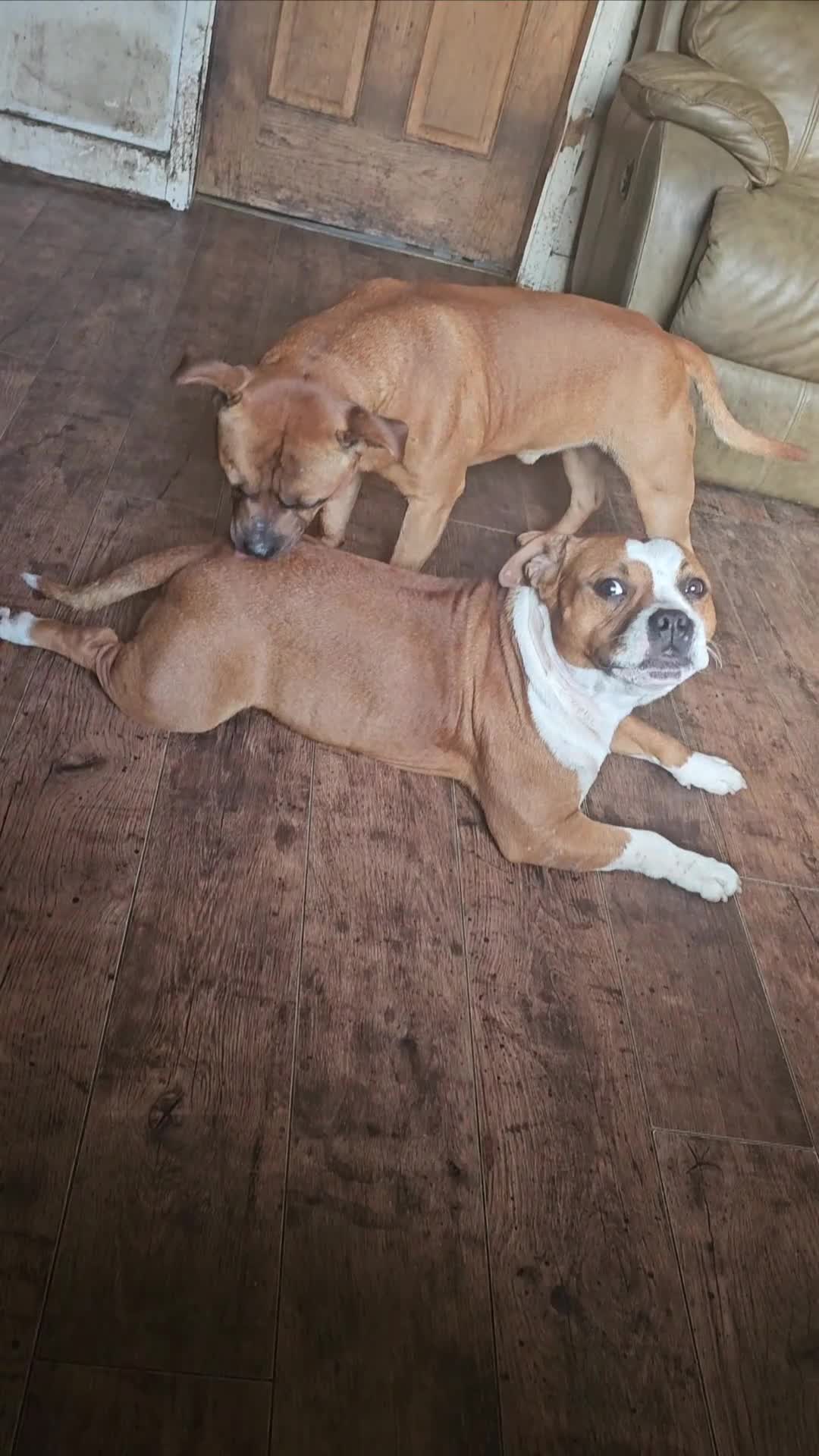 Staffordshire Bull Terrier dogs for sale: 🥨Amazing opportunity awaits.🥨 - Video 2