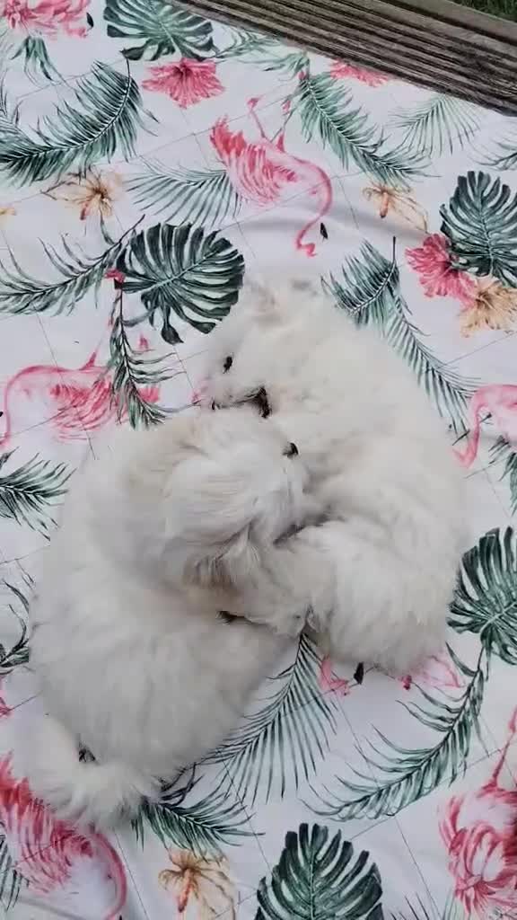Maltese dogs for sale: 2 GIRLS Gorgeous baby Maltese  in Coventry - Video 1