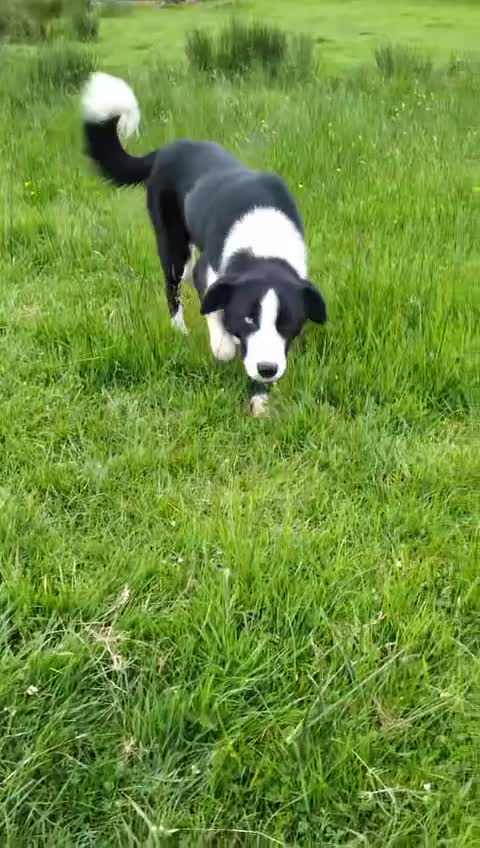 Border Collie dogs for sale: border collie in Maybole - Video 1