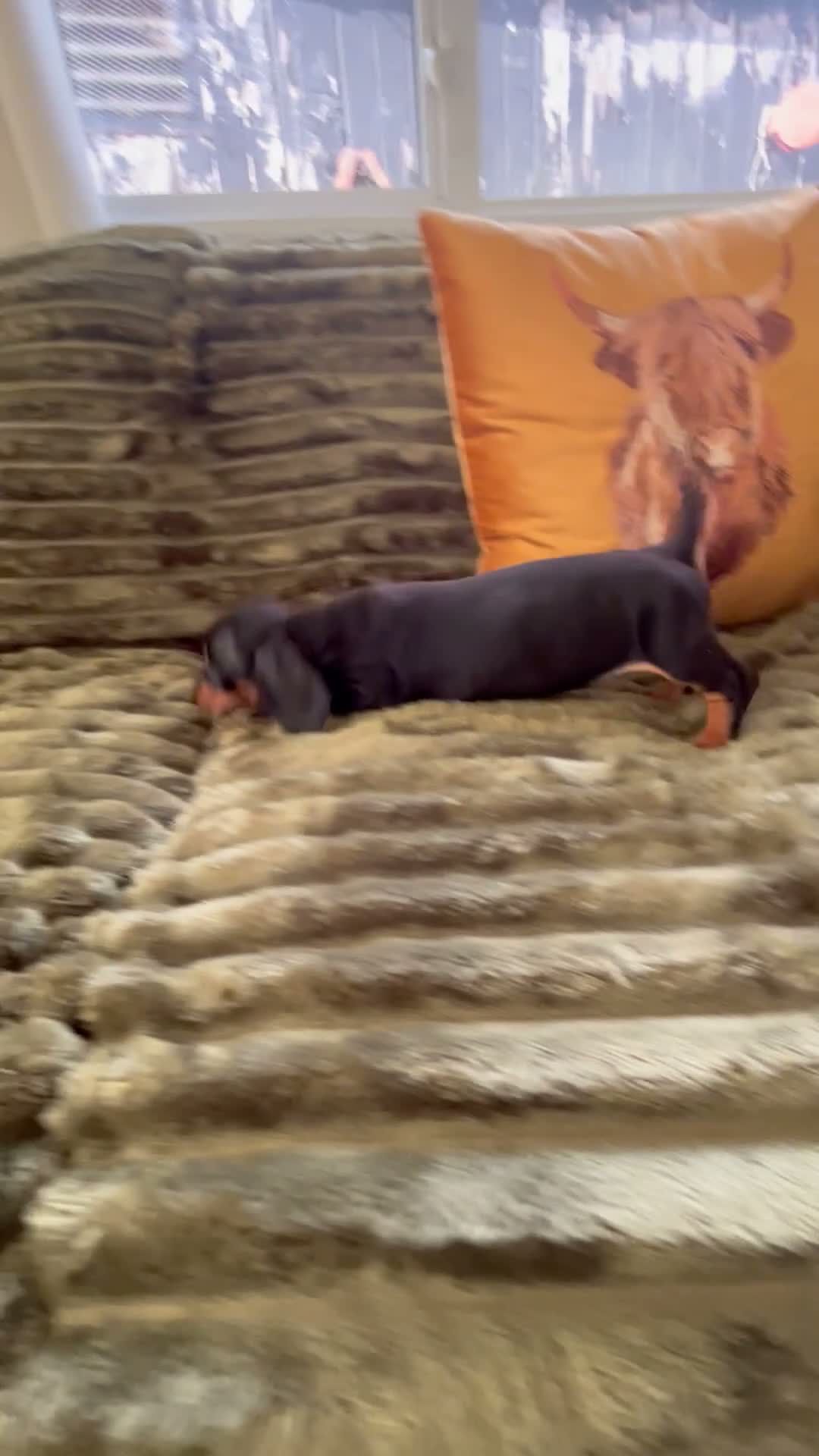 Dachshund dogs for sale: CHAMPION LINES - STANDARD KC SMOOTH DACHSHUNDS  - Video 1