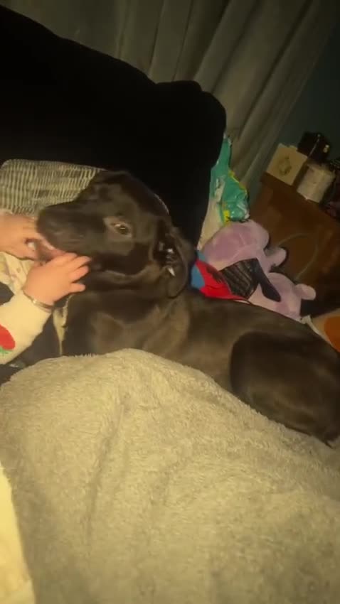 Mixed Breed dogs for adoption: 🐾🖤 SAM – The Happy, Handsome All-Rounder 🖤🐾 - Video 1