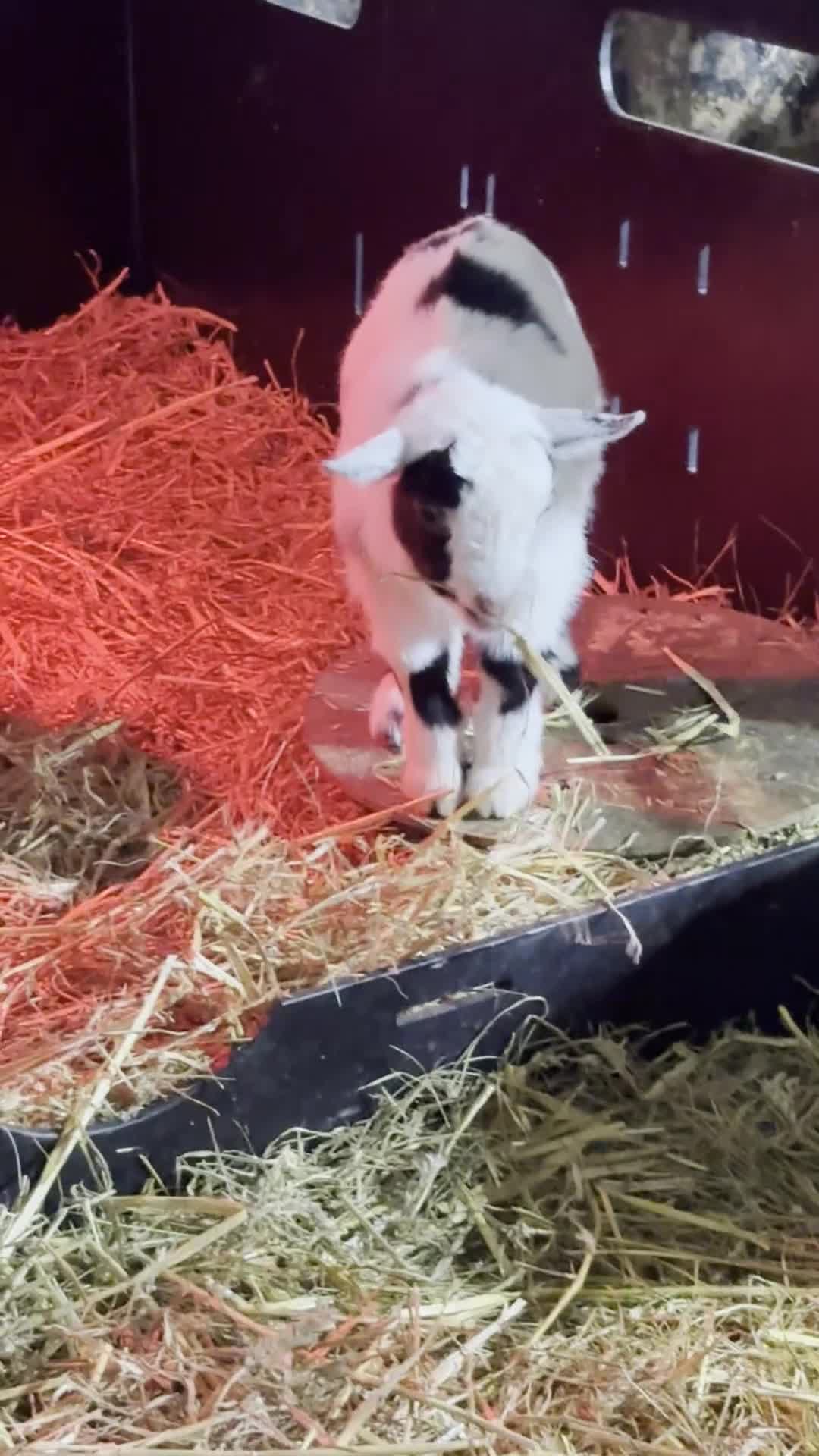 Goats livestock for sale: Very Friendly Pygmy Goat Wethers - Video 2