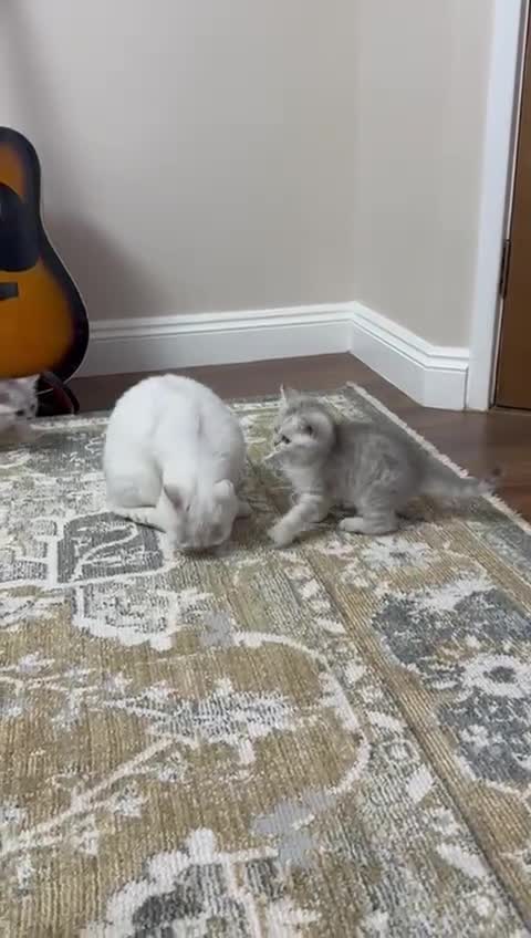 British Shorthair cats for sale: 2 TICA registered BSH kittens  - Video 1