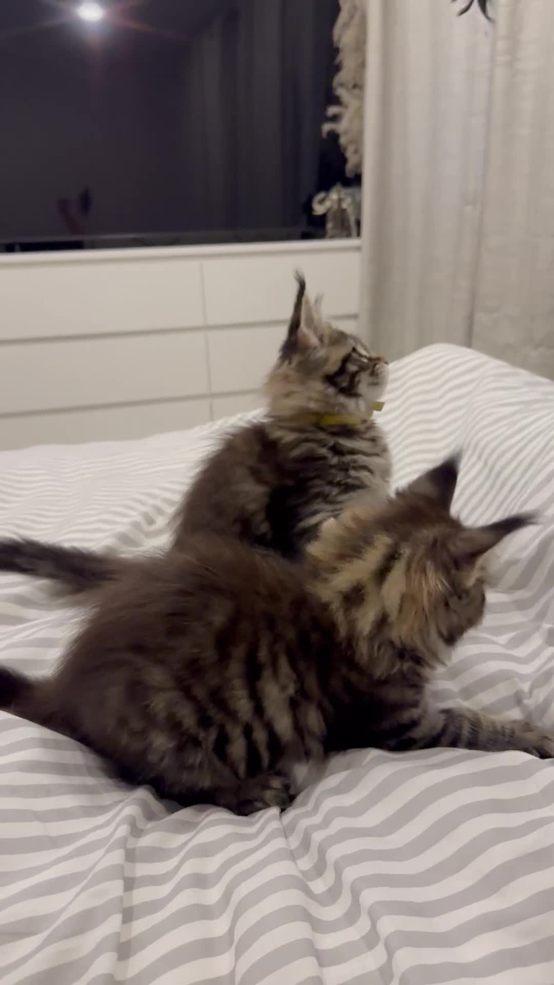 Maine Coon cats for sale: Gorgeous Pure Breed Maine Coon Kittens - Video 1