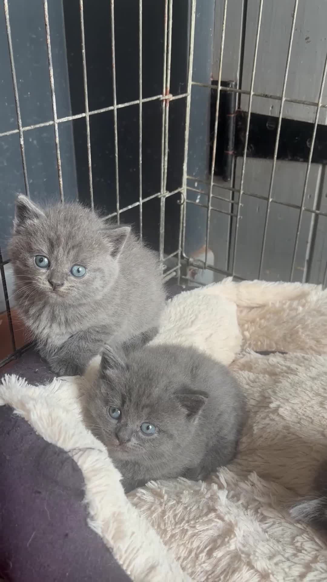 British Shorthair cats for sale: 5. british Blue Cross kittens - Video 1