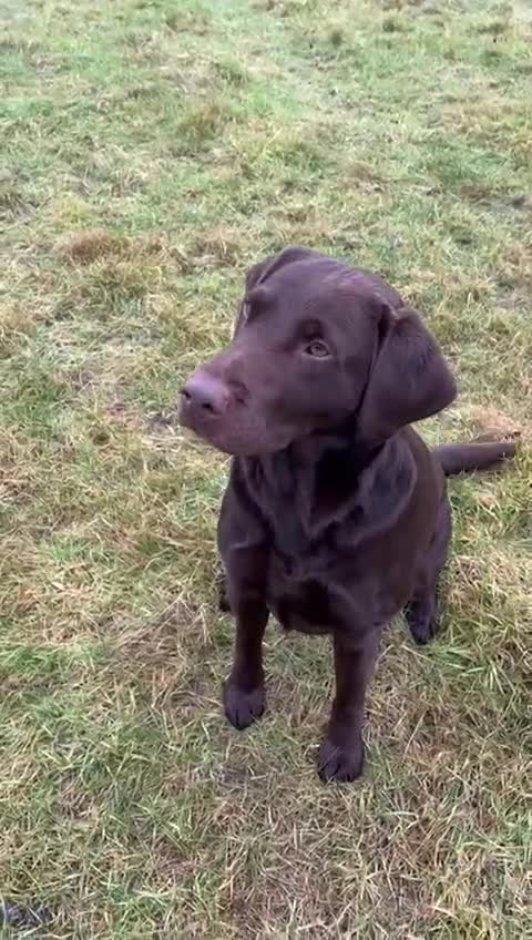 Labrador Retriever dogs for stud: Gorgeous chocolate Labrador  - Video 1