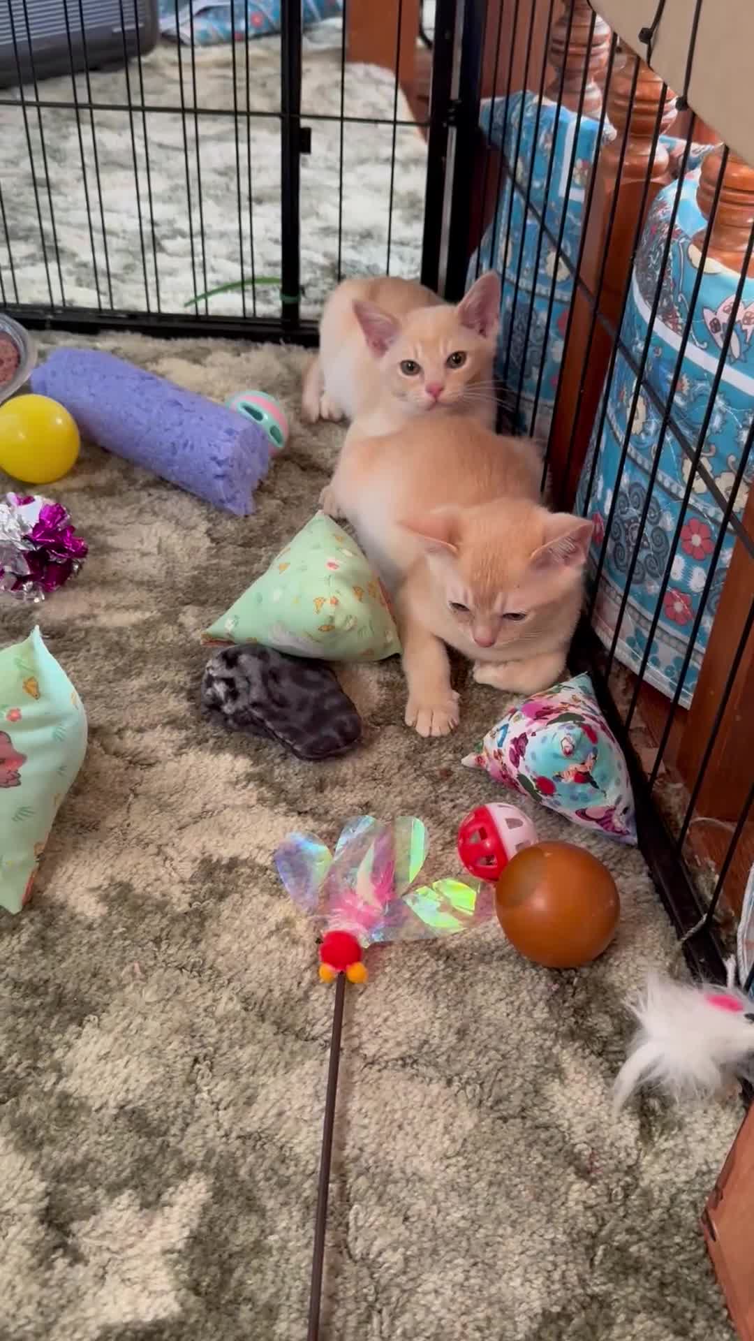 Burmese cats for sale: A fantastic litter of 7 Burmese babies  - Video 3