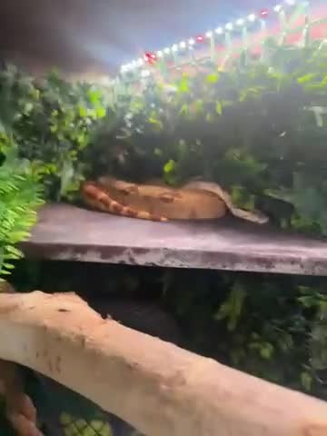 Boa Snake reptiles for sale: Hypo boa female approx 1.5 yrs old - Video 1